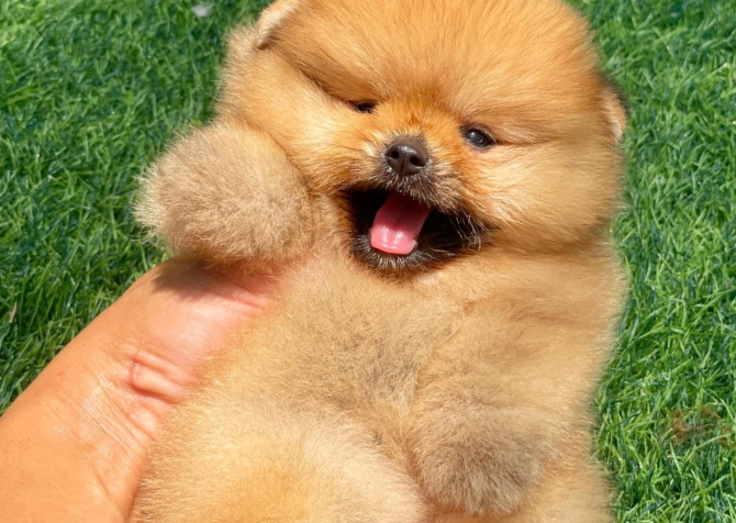 Teddy Bear Pomeranian Ayi Surat Yavrularımız